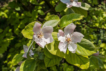 Apfelbaum