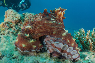 Octopus king of camouflage in the Red Sea, eilat israel 
