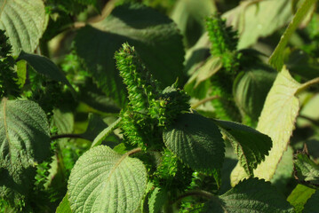 Beefsteak plant,Perilla frutescens var. crispa, also known by its Japanese name shiso, is a cultigen of Perilla frutescens, a herb in the mint family Lamiaceae.