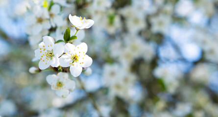 Branch of a blossoming tree with beautiful white flowers