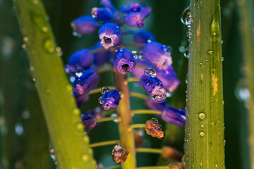 flower with dew drops