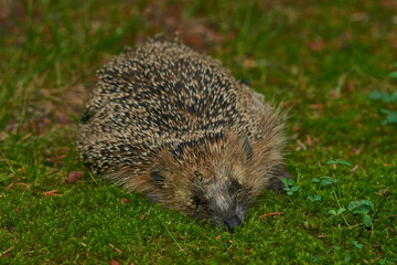 Abgemagerter Igel im Sommer mit Parasitenbefall