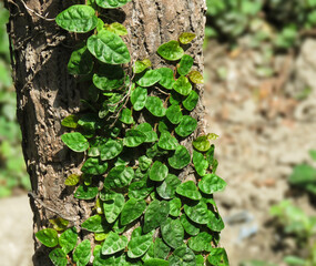plant growing on the tree, plant roots and growth,green wall leaves on the tree.