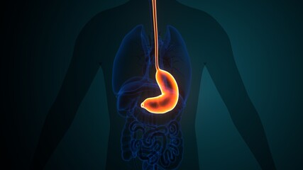 stomach anatomy human digestive system. 3d illustration