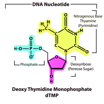 Deoxy Thymidine Monophosphate dTMP Nucleotide strcuture, building block of DNA molecule - sugar, phosphate and nitrogenous base.