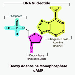 Deoxy Adenosine Monophosphate dAMP Nucleotide strcuture, building block of DNA molecule - sugar, phosphate and nitrogenous base.