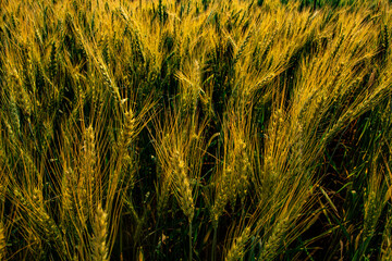 barley field at Samerng, Chiangmai, Thailand