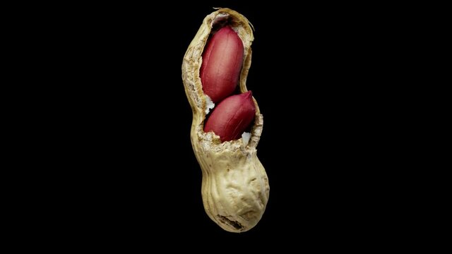 Rotating peanuts in a broken shell on a black background. Close-up, side view.