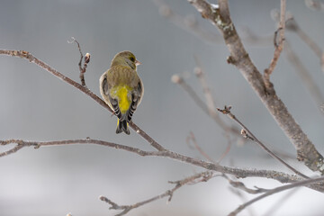The European greenfinch (Chloris chloris)