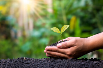 Farmers plant crops by hand on the ground and in the soft sunlight, ideas for developing agriculture and reforestation to reduce global warming.