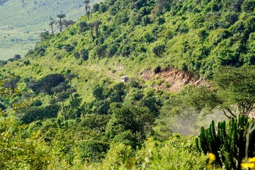 Safari jeep in the national park, Tanzania, Africa, tropical journey, vehicle surrounded by trees...