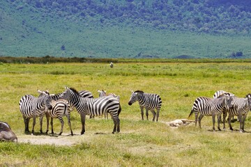 Fototapeta na wymiar Cute zebras on Safari in Tanzania, Africa, very adorable wild animals, wildlife, nature