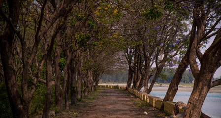 Obraz premium Path in the woods