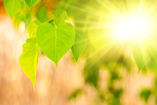 Close up of fresh Green Bo Leaf With Sunlight In The Morning. Bodhi pipal tree Tree Leaves 