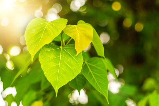 Close up of fresh Green Bo Leaf With Sunlight In The Morning. Bodhi pipal tree Tree Leaves 