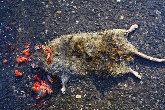 dead crushed rat on the pavement, virus poisoned animal danger