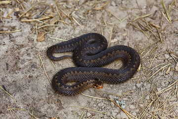 snake viper in the swamp, reptile in the wild, poisonous dangerous animal, wildlife