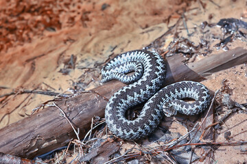 blue european viper, striped venomous dangerous snake nature wild