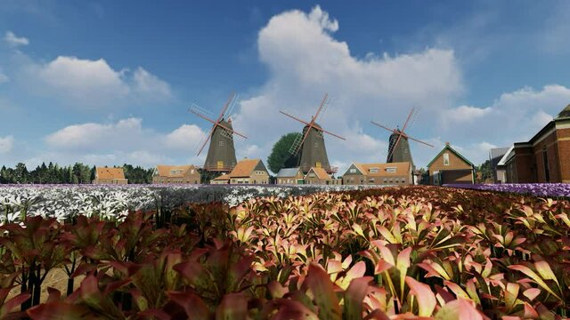 Field of row of colorful lilies with windmills in the background