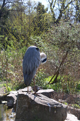 heron resting in the sun in the park