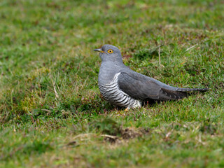 Obraz premium Cuckoo, Cuculus canorus