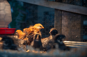 Young chicks inside a chicken brooder cage with a heat lamp, wood shaving bedding, food and water