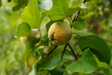 Growing the first peaches