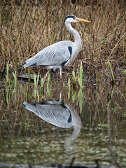 Grey heron, Ardea cinerea