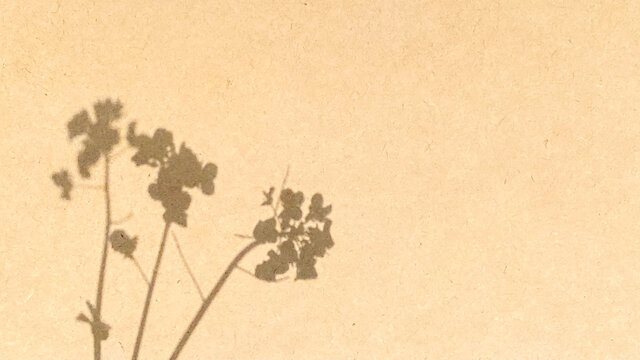 ナチュラルボードに菜の花の影イメージ