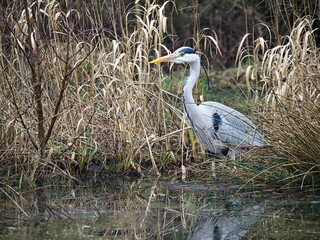 Grey heron, Ardea cinerea