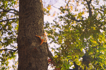 Squirrel wearing medical mask on a tree. Forest at background.