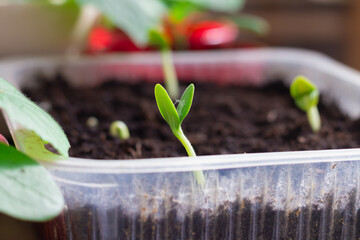 A cucumber seedling with green leaves appeared from the seed in the spring