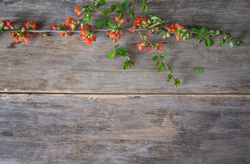 Greeting card background; Twig of red chaenomeles japonica on old non paint wooden background....