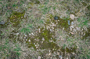 Dry and green grass, moss, small stones on ground. Early spring. Background nature texture.