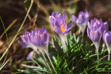 Blooming crocuses in garden. Close-up of beautifull purple flowers. Spring time.
