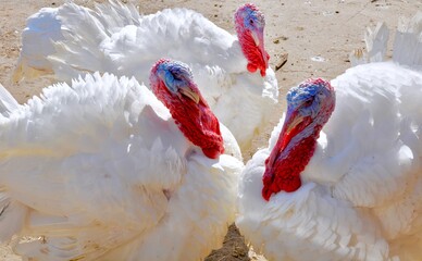 Turkey-Birds