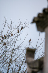many birds stand on tree branch