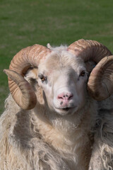 Close up of head of Icelandic ram with spiral horns with blurred green background