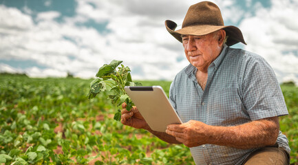 Latin American Farmer working on soybean plantation, examining crop development on tablet
