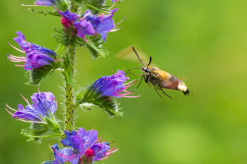 Broad-bordered bee hawk-moth Hemaris fuciformis, feeding on purple flowers