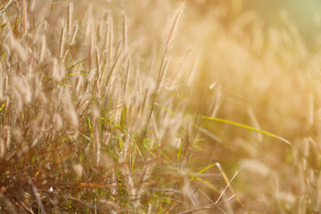 Selective focus of Imperata cylindrica Beauv background, natural field and sunshine