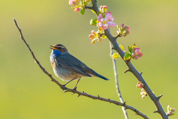 Closeup of a blue-throat bird male Luscinia svecica cyanecula singing