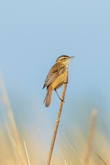Eurasian reed warbler Acrocephalus scirpaceus bird singing in reeds during sunrise.