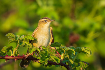 Sedge Warbler, Acrocephalus schoenobaenus, singing