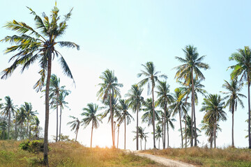 Plantation of tropical palms, wild areas of the Thailand islands. palm trees, road and sunny blue sky. beautiful relax natural landscape. vacation, oasis concept