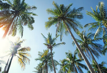 Fototapeta na wymiar tropical palm trees against the sunny blue sky. beautiful relax natural landscape. vacation, oasis concept