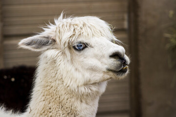 Obraz premium white alpaca portrait