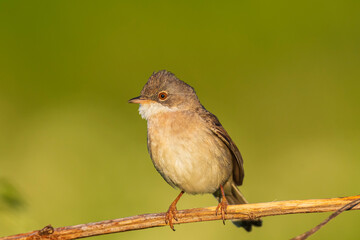 Whitethroat bird, Sylvia communis, foraging in a meadow