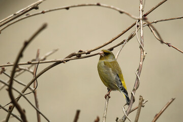 Grünfink Carduelis chloris zwischen trockenen Zweigen