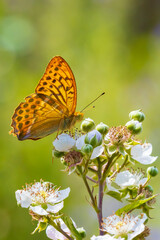 Silver-washed fritillary, Argynnis paphia, female butterfly closeup